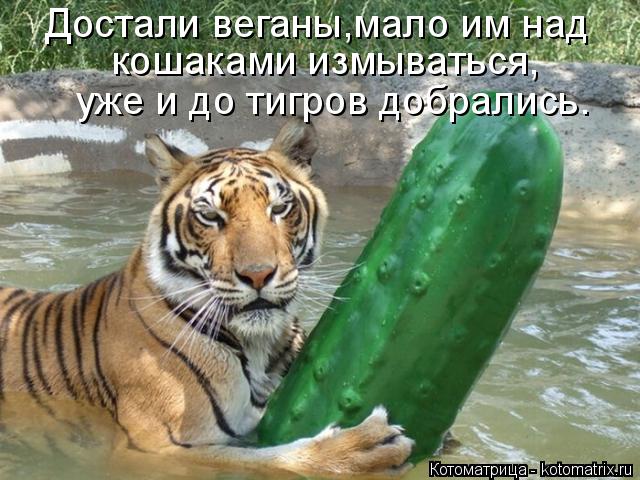 Достали веганы,мало им над кошаками измываться, уже и до тигров добрались.... Котоматрица: Достали веганы,мало им над кошаками измываться, уже и до тигров добрались.