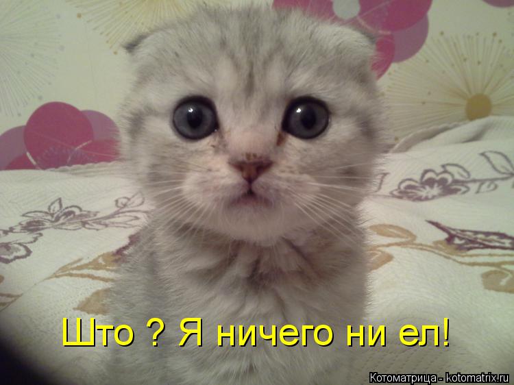 Што ? Я ничего ни ел!... Котоматрица: Што ? Я ничего ни ел!