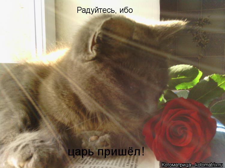 Радуйтесь, ибо царь пришёл!... Котоматрица: Радуйтесь, ибо царь пришёл!