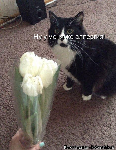 -Ну у меня же аллергия!... Котоматрица: -Ну у меня же аллергия!