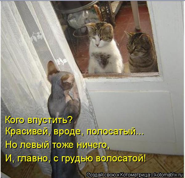 Котоматрица: Кого впустить?  Красивей, вроде, полосатый... Но левый тоже ничего, И, главно, с грудью волосатой!