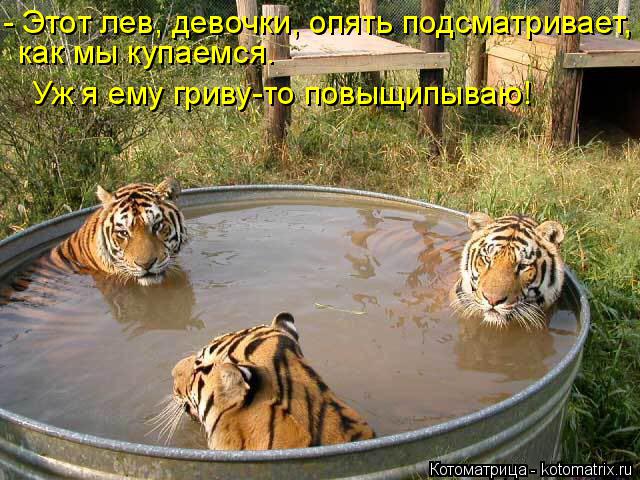 Котоматрица: - Этот лев, девочки, опять подсматривает, как мы купаемся. Уж я ему гриву-то повыщипываю!
