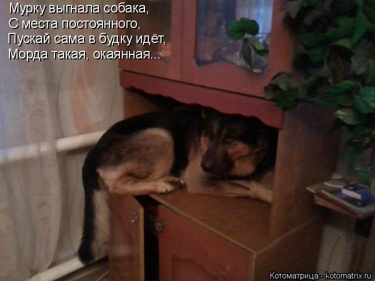 Котоматрица: Мурку выгнала собака, С места постоянного, Пускай сама в будку идёт,  Морда такая, окаянная...