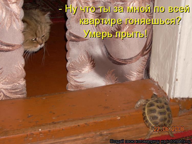Котоматрица: - Ну что ты за мной по всей квартире гоняешься? Умерь прыть!