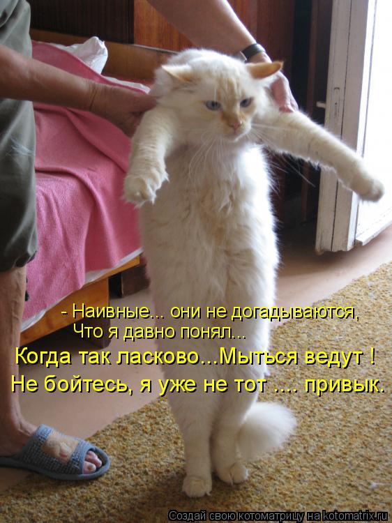 Котоматрица: - Наивные... они не догадываются,  Что я давно понял... Когда так ласково...Мыться ведут ! Не бойтесь, я уже не тот .... привык.