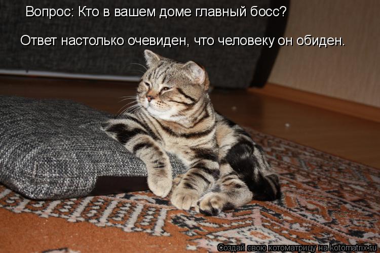 Вопрос: Кто в вашем доме главный босс? Ответ настолько очевиден, что человеку он обиден.... Котоматрица: Вопрос: Кто в вашем доме главный босс? Ответ настолько очевиден, что человеку он обиден.