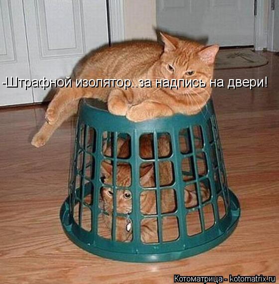 Котоматрица: -Штрафной изолятор..за надпись на двери!