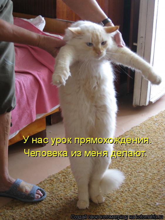 Котоматрица: У нас урок прямохождения. Человека из меня делают.