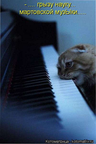 Котоматрица: - .... грызу науку... мартовской музЫки.....