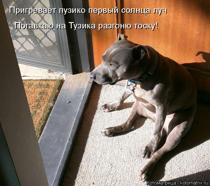 Котоматрица: Пригревает пузико первый солнца луч Погавкаю на Тузика разгоню тоску!