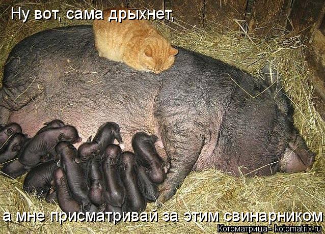 Котоматрица: а мне присматривай за этим свинарником! Ну вот, сама дрыхнет,