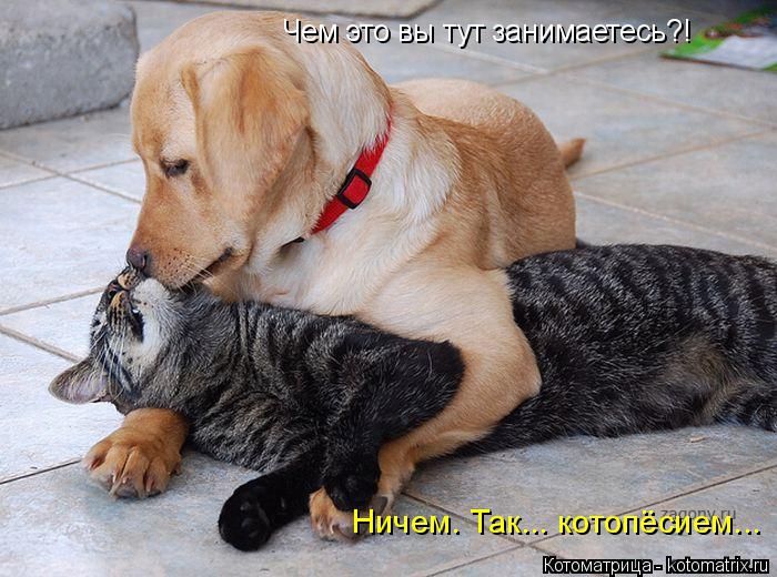 Котоматрица: Чем это вы тут занимаетесь?!  Ничем. Так... котопёсием...