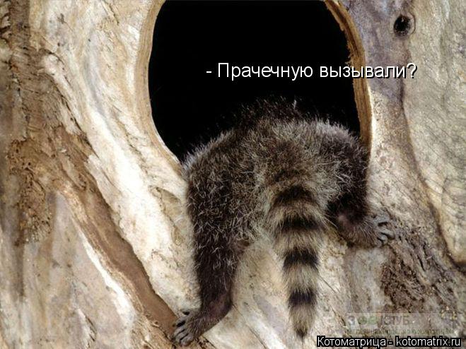 Котоматрица: - Прачечную вызывали?