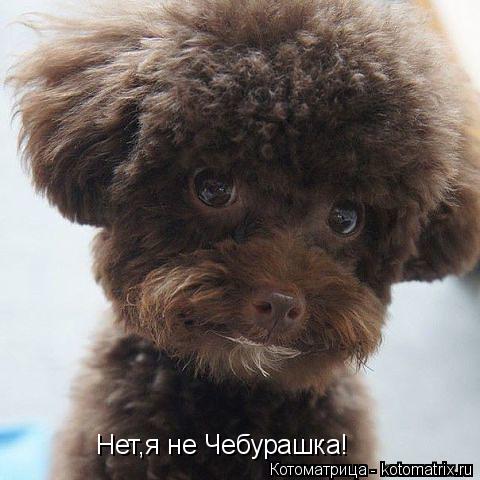 Нет,я не Чебурашка!... Котоматрица: Нет,я не Чебурашка!