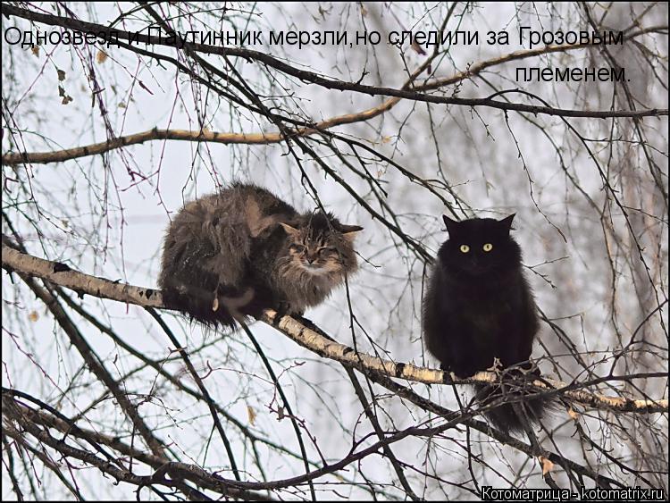Котоматрица: Однозвезд и Паутинник мерзли,но следили за Грозовым племенем.