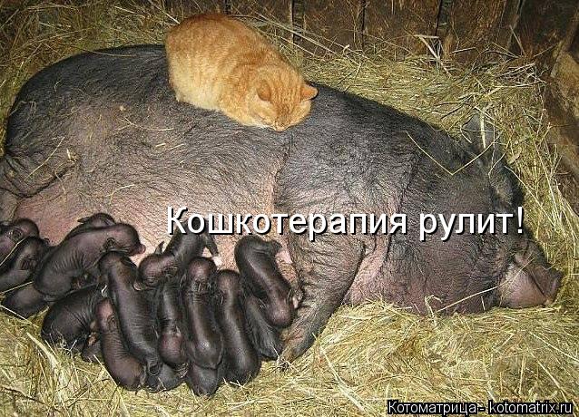 Котоматрица: Кошкотерапия рулит!