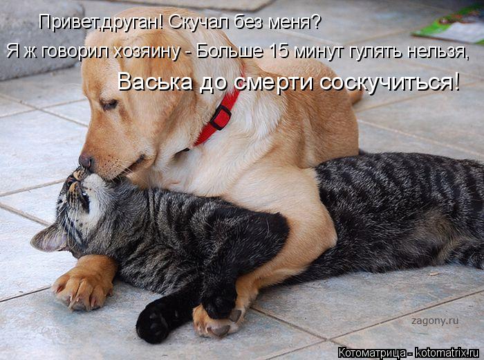 Привет,друган! Скучал без меня? Я ж говорил хозяину - Больше 15 минут гулять нельзя, Васька до смерти... Котоматрица: Привет,друган! Скучал без меня? Я ж говорил хозяину - Больше 15 минут гулять нельзя, Васька до смерти соскучиться!