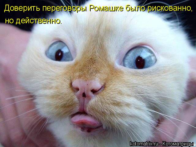 Котоматрица: Доверить переговоры Ромашке было рискованно, но действенно.