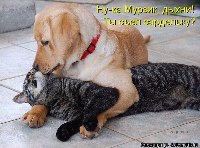Котоматрица: Ну-ка Мурзик, дыхни! Ты съел сардельку?