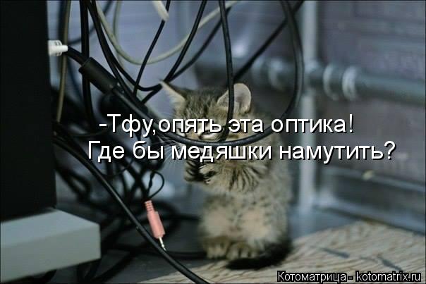Котоматрица: -Тфу,опять эта оптика! Где бы медяшки намутить?