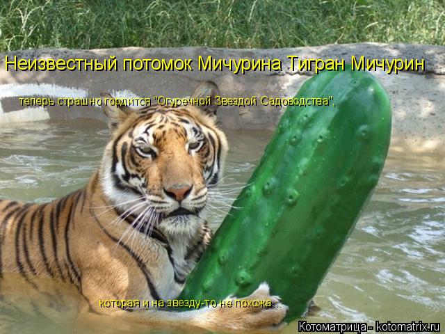 Неизвестный потомок Мичурина Тигран Мичурин теперь страшно гордится "Огуречной Звездой Садоводства", ... Котоматрица: Неизвестный потомок Мичурина Тигран Мичурин теперь страшно гордится "Огуречной Звездой Садоводства", которая и на звезду-то не похожа...