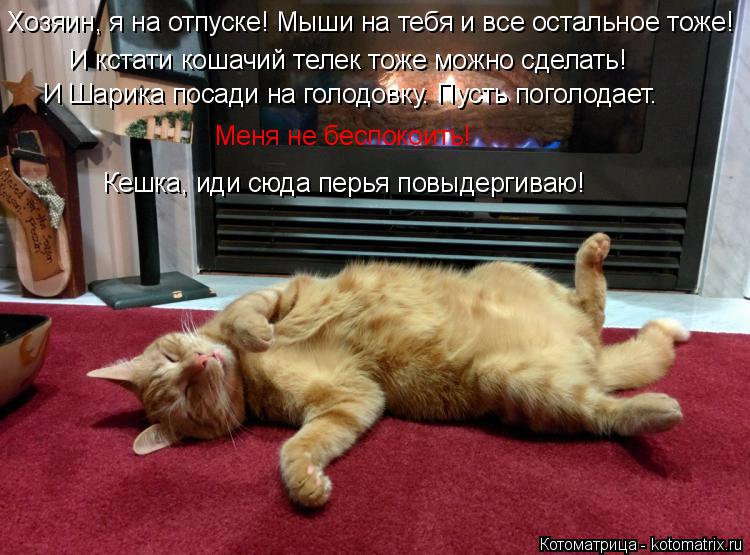 Котоматрица: Хозяин, я на отпуске! Мыши на тебя и все остальное тоже! И кстати кошачий телек тоже можно сделать! И Шарика посади на голодовку. Пусть поголо
