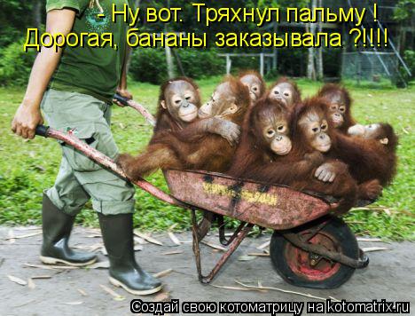 Котоматрица: - Ну вот. Тряхнул пальму ! Дорогая, бананы заказывала ?!!!!