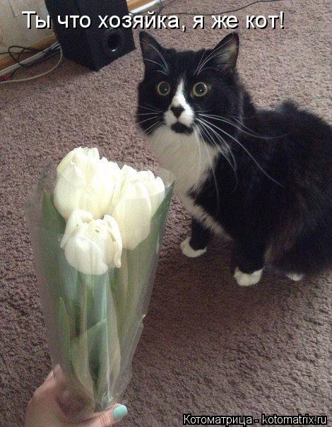 Котоматрица: Ты что хозяйка, я же кот!