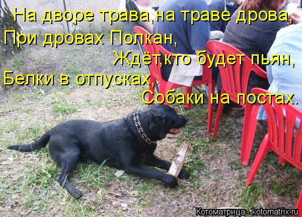 На дворе трава,на траве дрова, При дровах Полкан, Ждёт,кто будет пьян, Белки в отпусках, Собаки на по... Котоматрица: На дворе трава,на траве дрова, При дровах Полкан, Ждёт,кто будет пьян, Белки в отпусках, Собаки на постах.