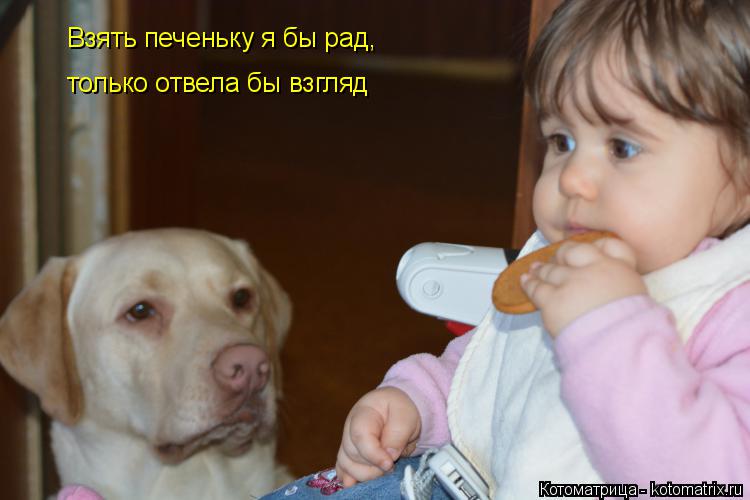 Взять печеньку я бы рад, только отвела бы взгляд... Котоматрица: Взять печеньку я бы рад, только отвела бы взгляд