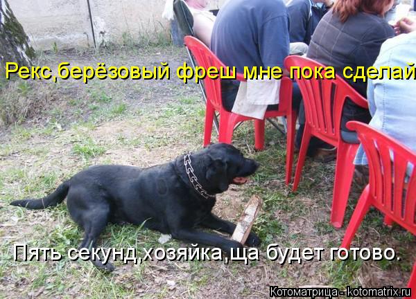 Котоматрица: Рекс,берёзовый фреш мне пока сделай. Пять секунд,хозяйка,ща будет готово.