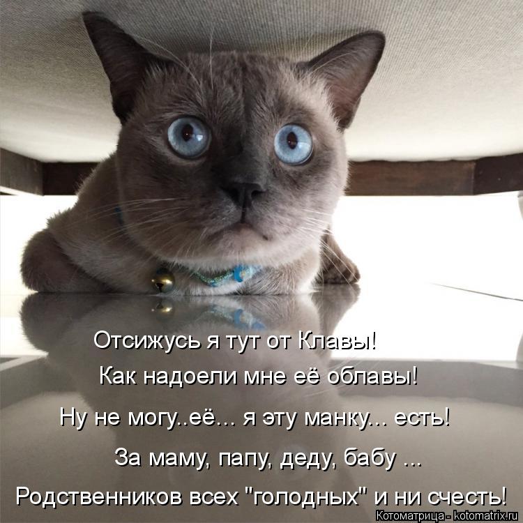 Отсижусь я тут от Клавы! Как надоели мне её облавы! Ну не могу..её... я эту манку... есть! За маму, п... Котоматрица: Отсижусь я тут от Клавы! Как надоели мне её облавы! Ну не могу..её... я эту манку... есть! За маму, папу, деду, бабу ... Родственников всех "голодных