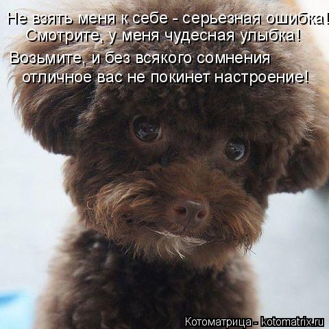 Котоматрица: Не взять меня к себе - серьезная ошибка! Смотрите, у меня чудесная улыбка! Возьмите, и без всякого сомнения отличное вас не покинет настроени