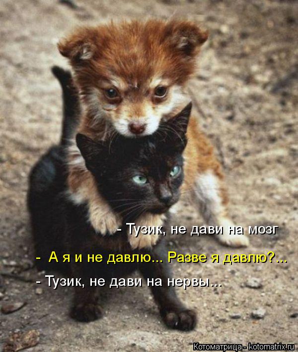 Котоматрица: - Тузик, не дави на мозг -  А я и не давлю... Разве я давлю?... - Тузик, не дави на нервы...