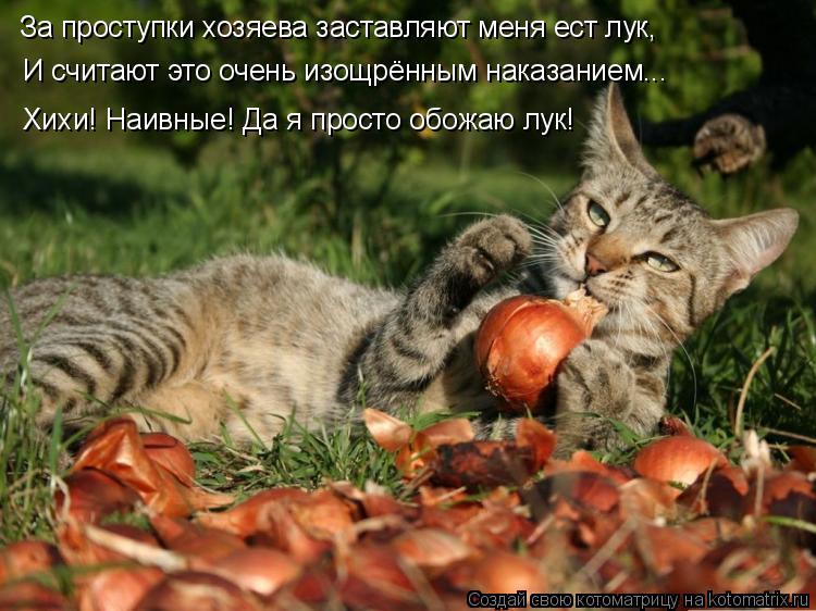 Котоматрица: За проступки хозяева заставляют меня ест лук, И считают это очень изощрённым наказанием... Хихи! Наивные! Да я просто обожаю лук!