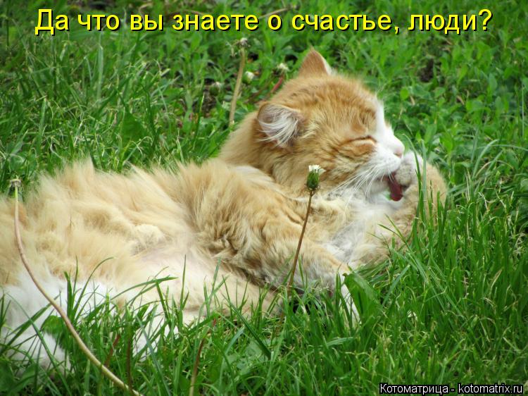 Да что вы знаете о счастье, люди?... Котоматрица: Да что вы знаете о счастье, люди?