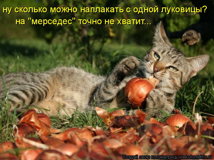 Котоматрица: ну сколько можно наплакать с одной луковицы? на "мерседес" точно не хватит...