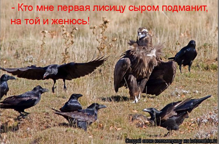 Котоматрица: - Кто мне первая лисицу сыром подманит, на той и женюсь!
