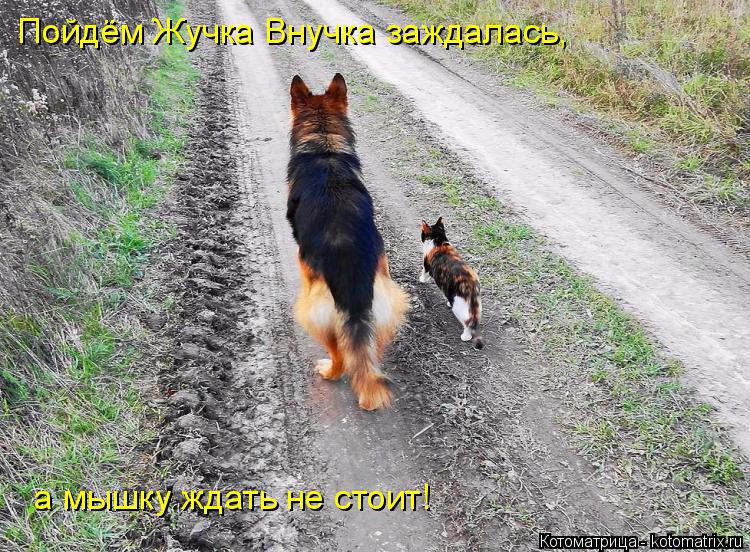 Котоматрица: Пойдём Жучка Внучка заждалась,   а мышку ждать не стоит!