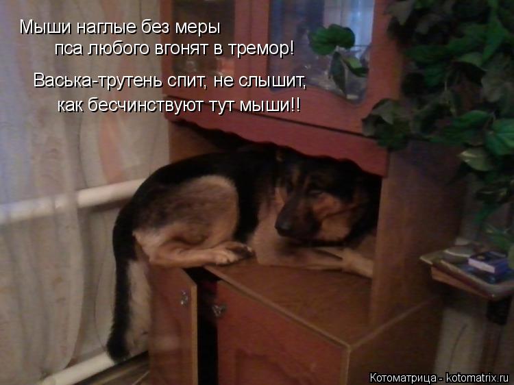Котоматрица: Мыши наглые без меры пса любого вгонят в тремор! Васька-трутень спит, не слышит, как бесчинствуют тут мыши!!