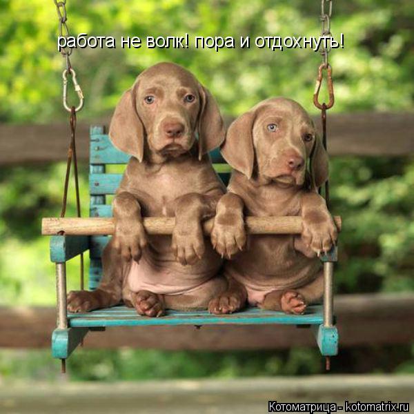 Котоматрица: работа не волк! пора и отдохнуть!