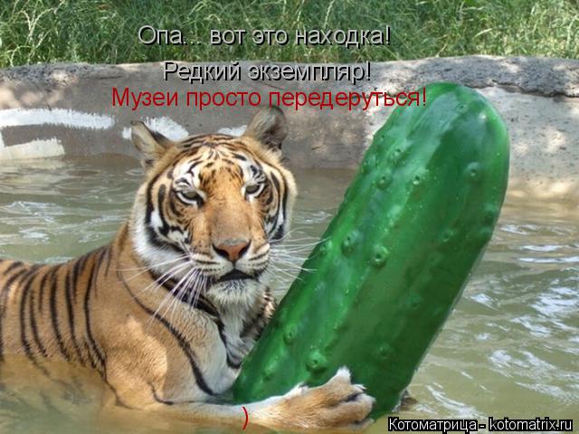 Котоматрица: Опа... вот это находка! Редкий экземпляр! Музеи просто передеруться! )