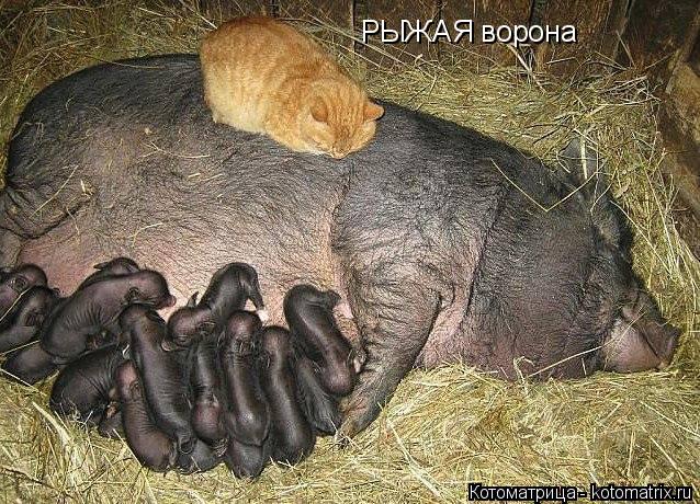 Котоматрица: РЫЖАЯ ворона