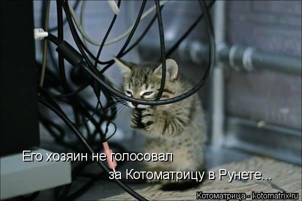 Котоматрица: Его хозяин не голосовал за Котоматрицу в Рунете...