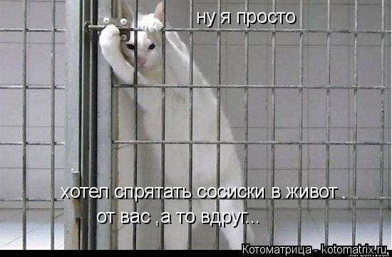 Котоматрица: ну я просто  хотел спрятать сосиски в живот от вас ,а то вдруг...