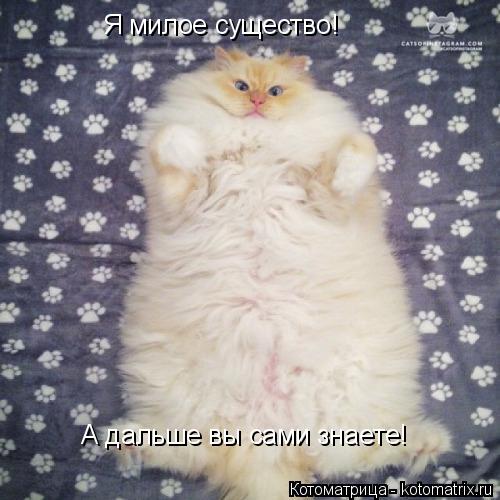 Я милое существо! А дальше вы сами знаете!... Котоматрица: Я милое существо! А дальше вы сами знаете!