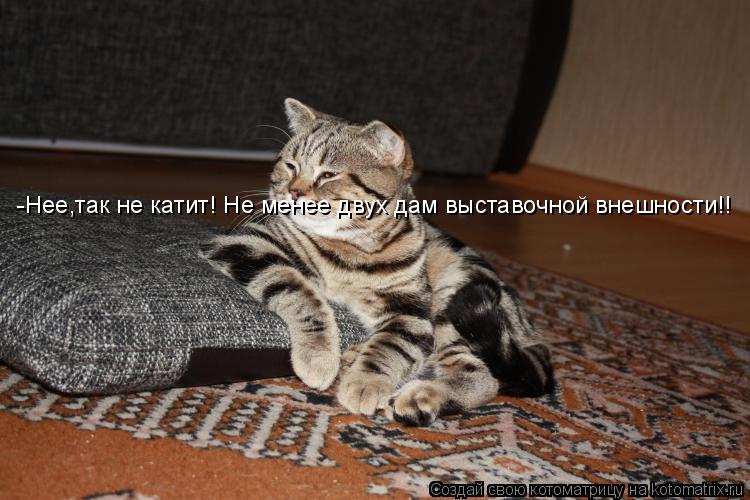 Котоматрица: -Нее,так не катит! Не менее двух дам выставочной внешности!!