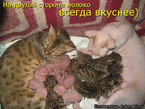 На другой стороне молоко всегда вкуснее)... Котоматрица: На другой стороне молоко всегда вкуснее)