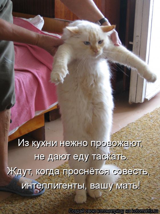 Котоматрица: Из кухни нежно провожают, не дают еду таскать. Ждут, когда проснётся совесть, интеллигенты, вашу мать!