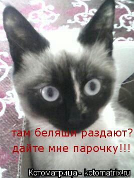 Котоматрица: там беляши раздают? дайте мне парочку!!!